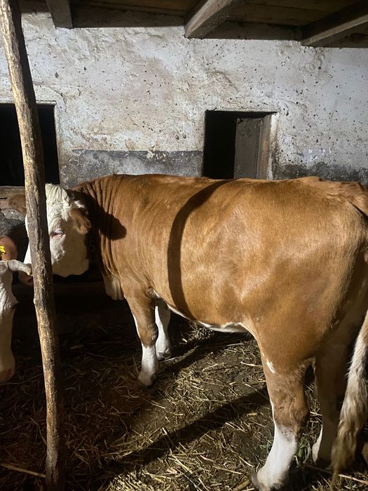 Jurinca de un an și opt luni gestantă în 3 luni provine din mama foarte bună de lapte 8800 lei tel 0748527431
