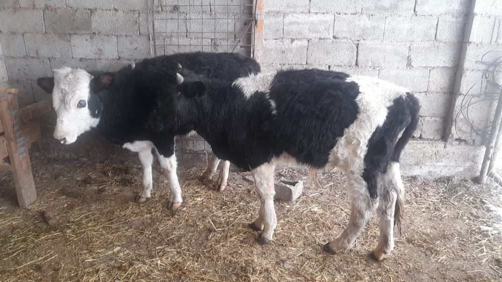 Екі бука сатылады