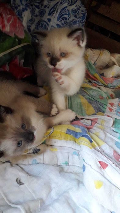 Котята интересной масти