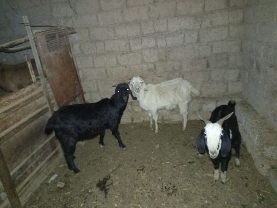 Така зотдор, эчкилар ва боллари, бугаз эчкилар. Барчаси зотдор.