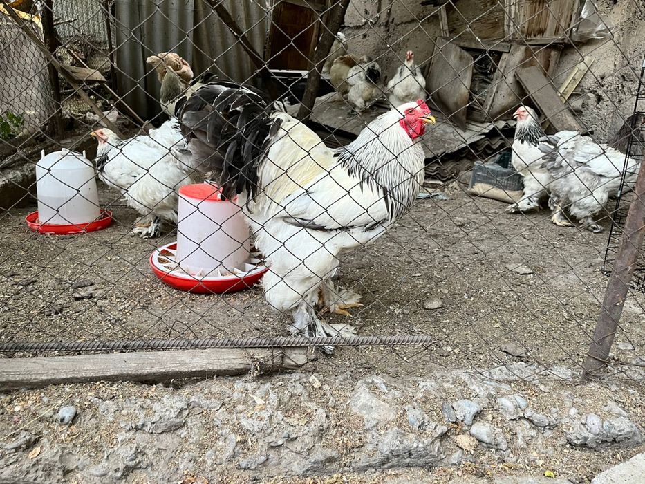 Петухи и куры брама