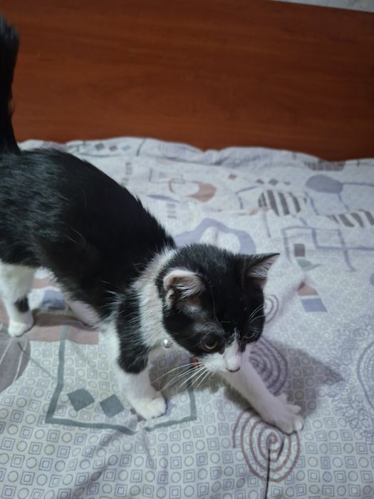 Отдам в хорошие руки