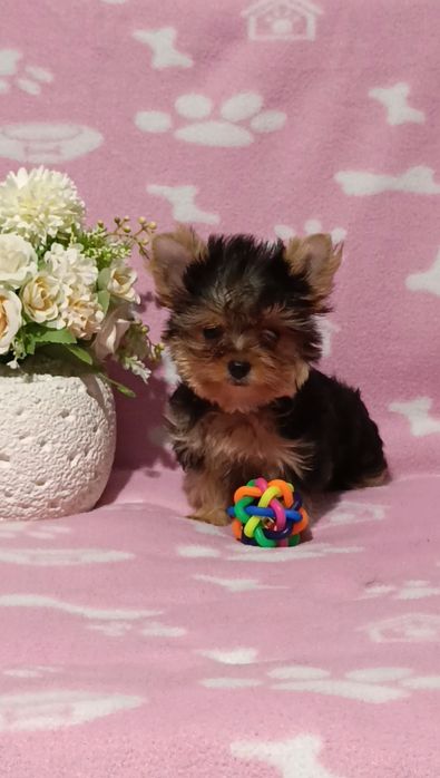 Мини Йоркширски териер момчета