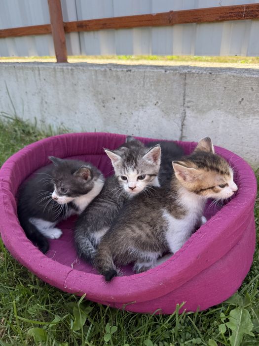 Pisici spre adopție