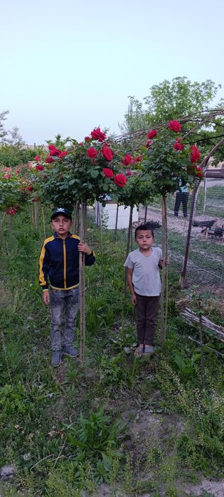 Продам штамповая розы