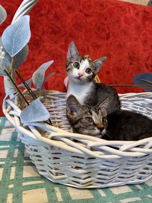 Котята ищут домик