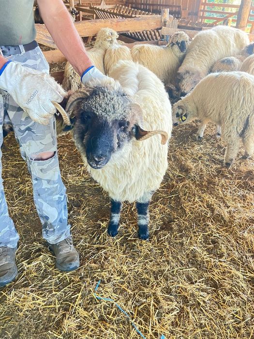 Vând berbeci bucalai