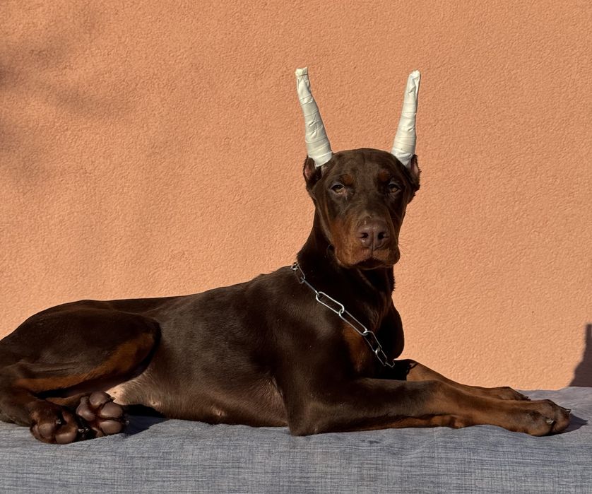 Cățeluș Doberman cu pedigree