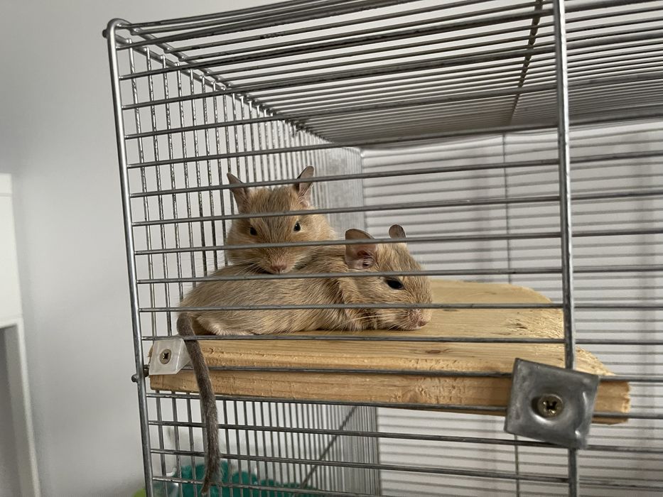 Veverite degu/ le dau urgent!!!! Urmeaza sa ma mut din tara!!!
