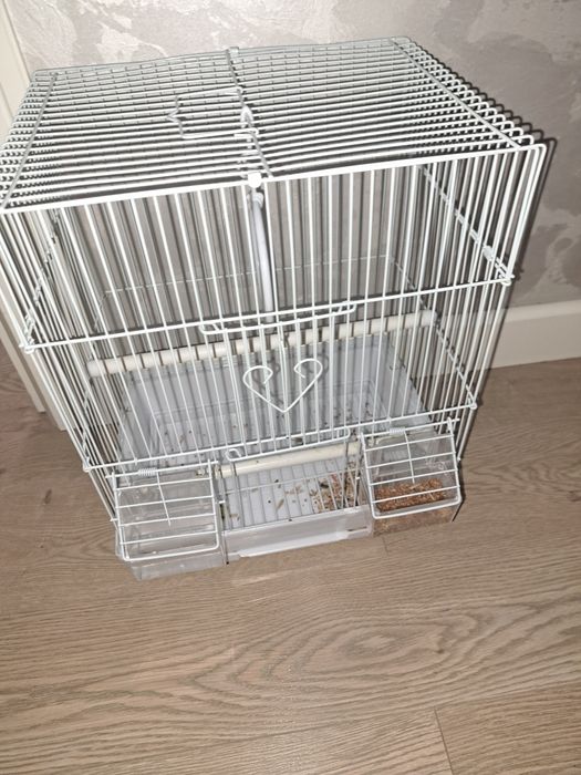 Попугай волнистый ручной