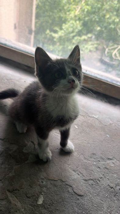 Котёнок в добрые руки