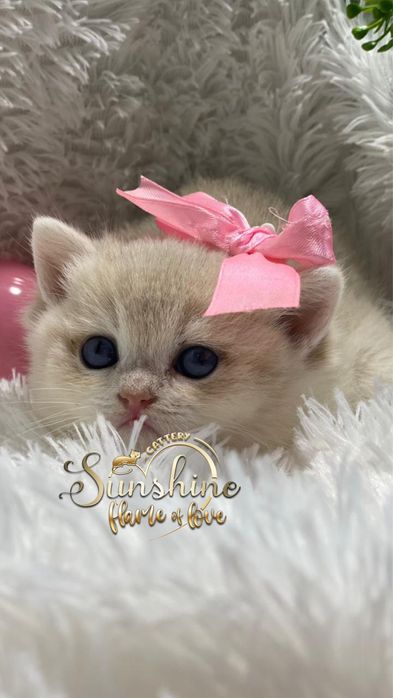 Шиншилловые  котятки