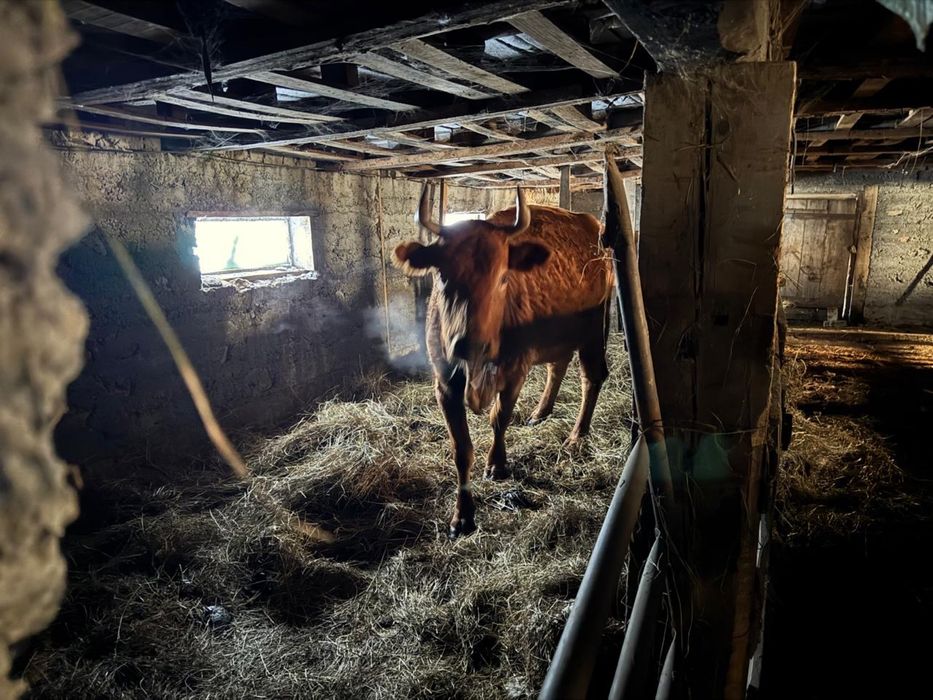 Продам КРС коровы стельные