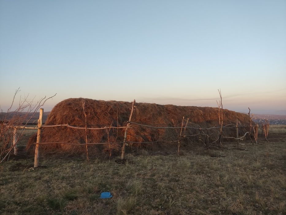 Продам Сено россыпной
