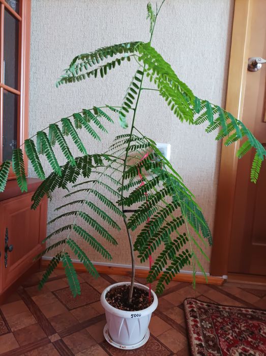 Замиокулькас и делоникс королевский