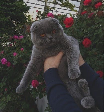 Шотландцы вислоухие