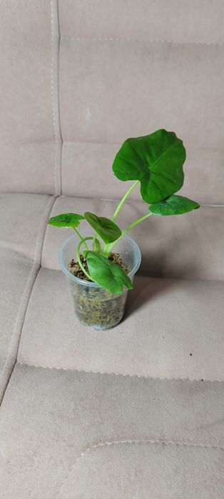 Детки Алоказия Арма