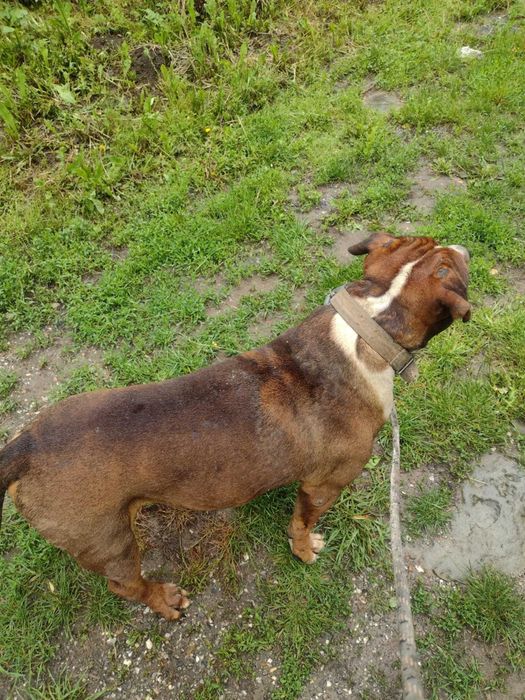 Подарявам английски булдог