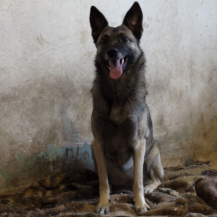 Грея в поисках любящего хозяина!