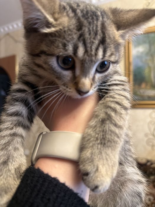 Отдам котиков в добрые руки