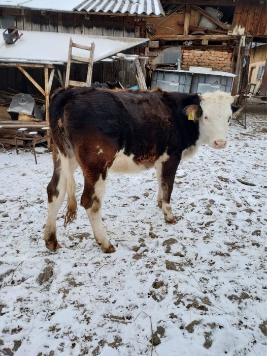 Vitea cu varsta de 1 an