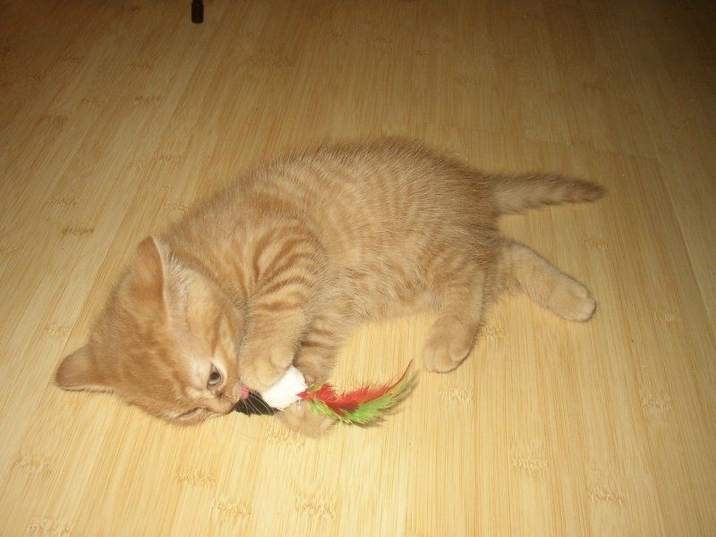 Британские котята