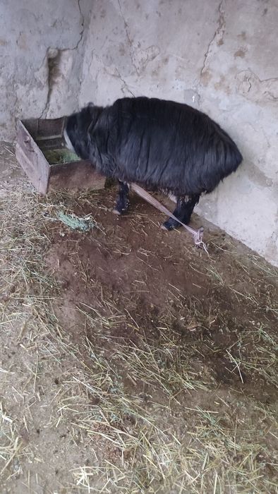 Qoʻchqor 2 yosh sogʻlom