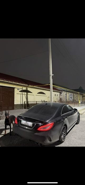 Доберуман шенов 8 мей