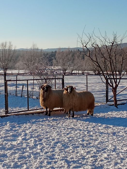 Mai multe detalii la numărul de telefon