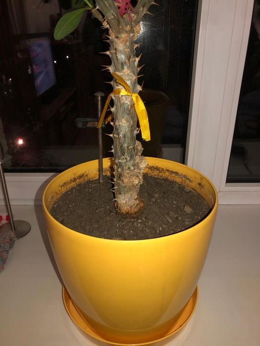 Цветок-молочай.Молочай