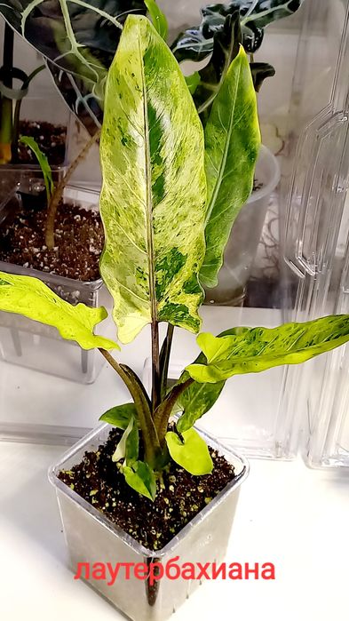 Клубни  алоказий