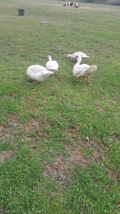 Vand rate lesesti, curcani, cocosi si gaini