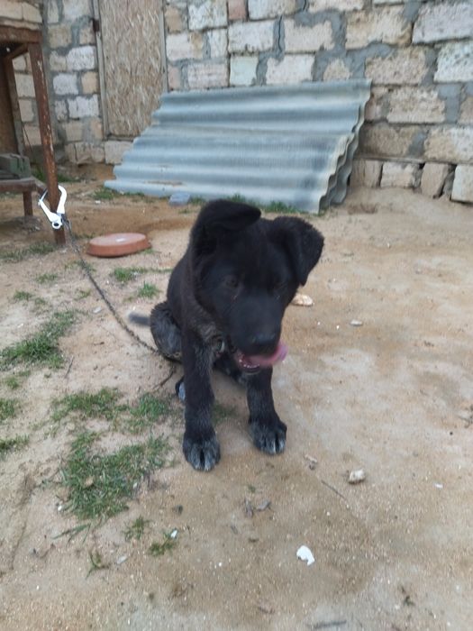 Күшік сатылады үш айлық