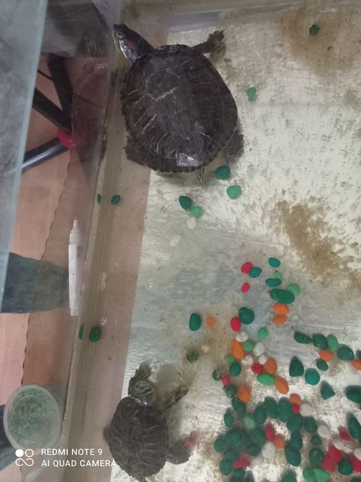 Продам двух черепах