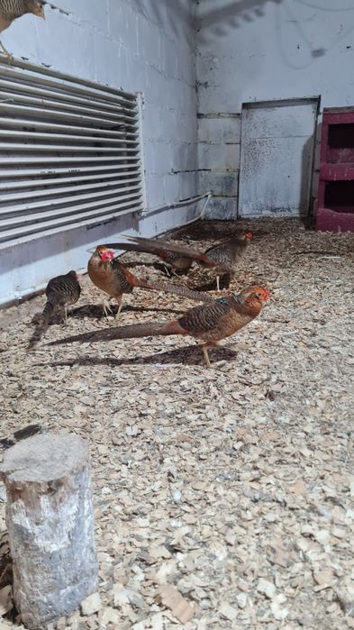 Tineret 2025 Fazan Auriu pe rosu