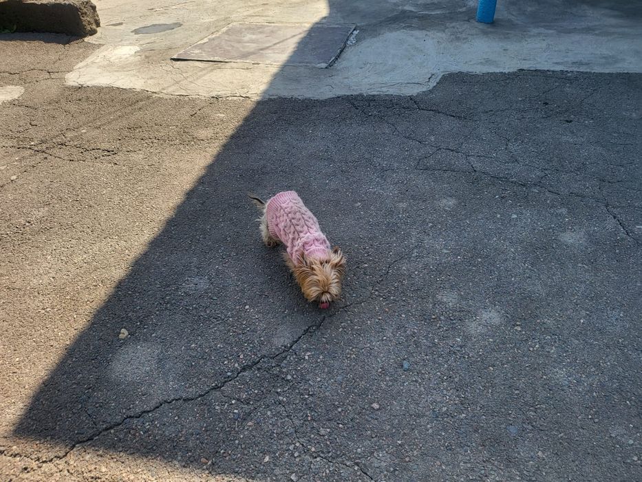 Продам собачку Тэка