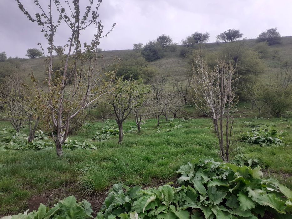 Фазенда в предгориах Казгуртских гор