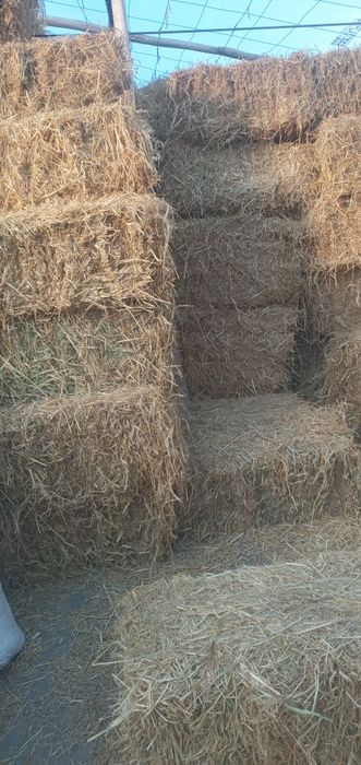 Sholi press sotiladi