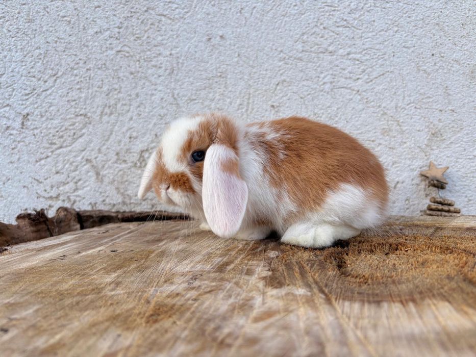 Iepuri pitici de companie berbec pitic/mini lop/holland lop