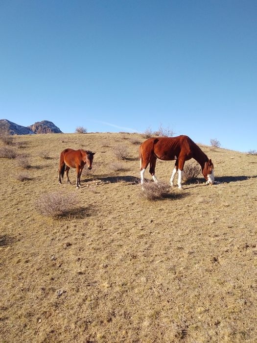 5 жасар Айғыр ...