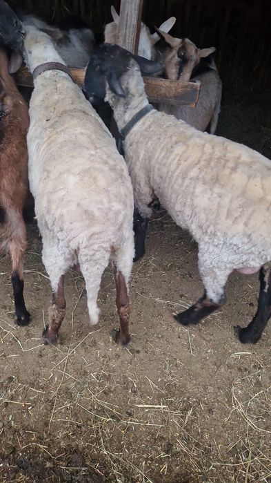 Vând oi Suffolk și capre alpine