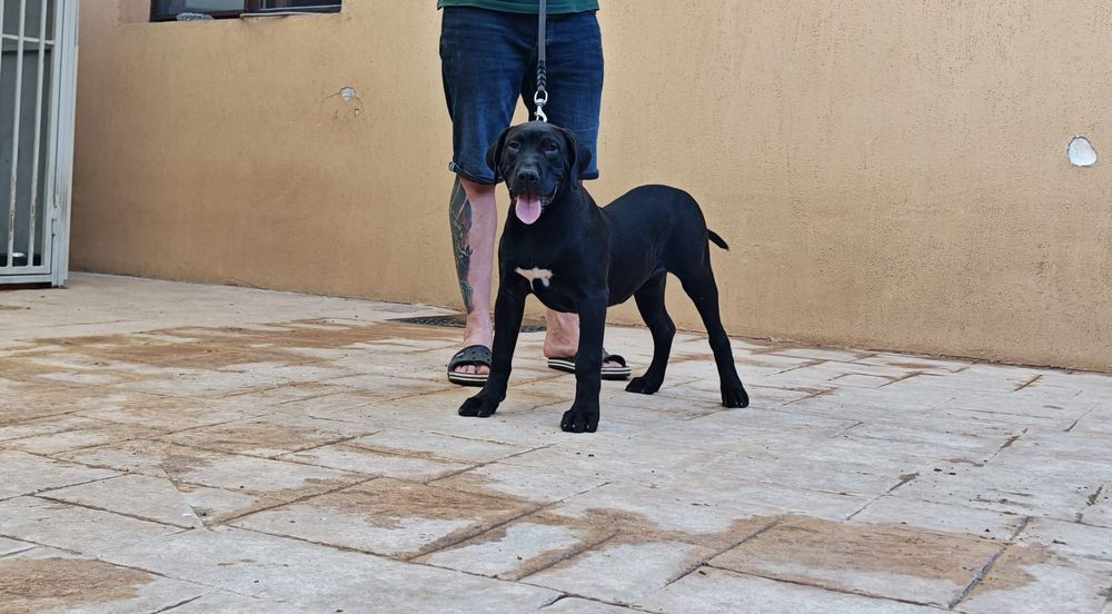 Femela de Presa Canario
