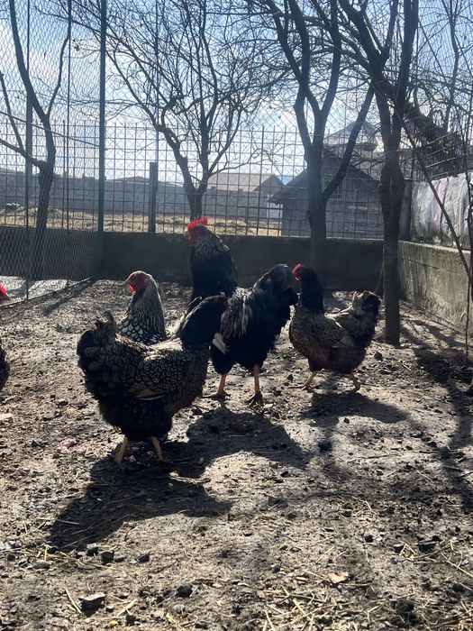 Oua pentru incubat Combatant indian Braekel Barnevelder