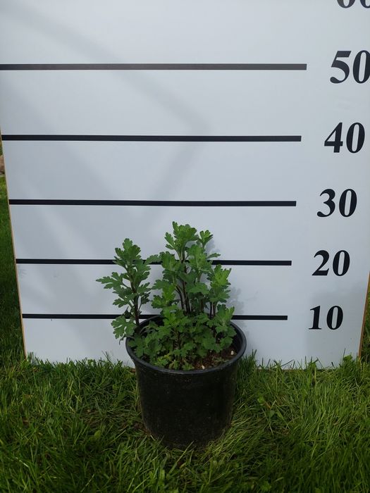 Хризантемы кустовые бордюрные