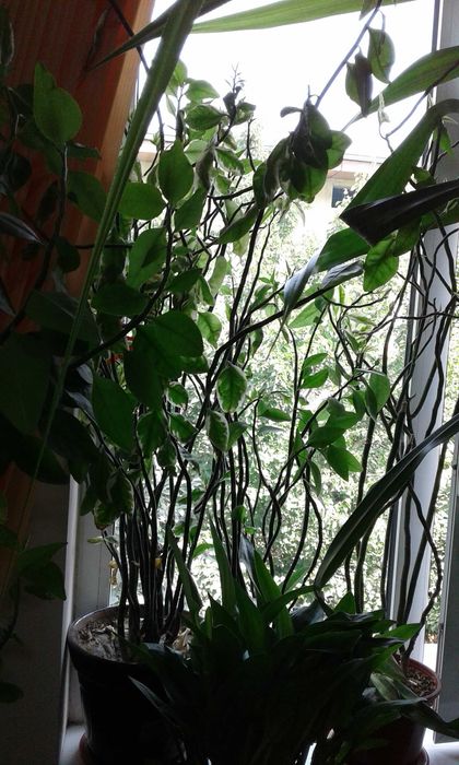 Цветы комнатные продаются