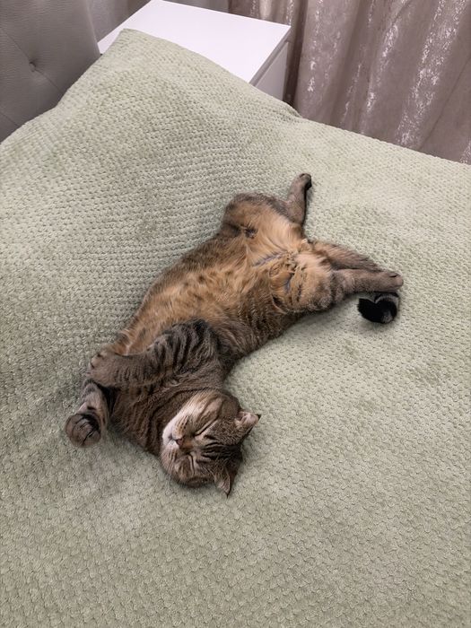 Отдам кота в хорошие руки