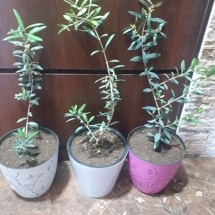 Оливковое дерево (Зайтун кучатлар)саженцы