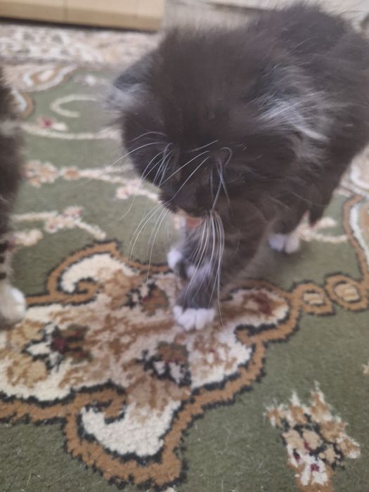 Кошка и котята отдам добрые руки