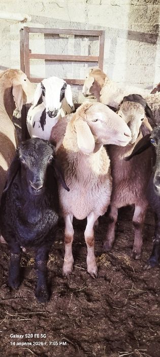 Arashan sovluq ona bala sotilad