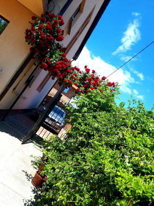 Vand casa p+1+mansarda